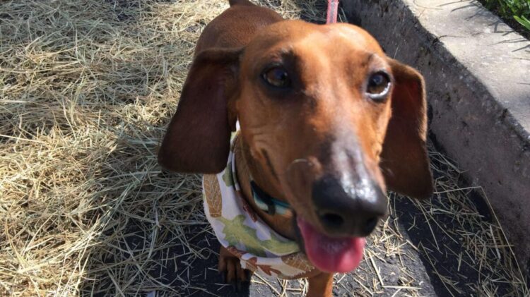 Wiener Races at Pareidolia Brewing Company!