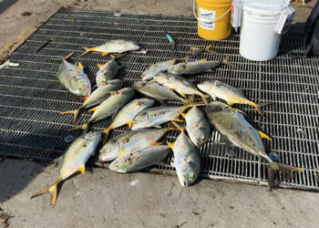 Anglers fishing for jacks at the Sebastian Inlet