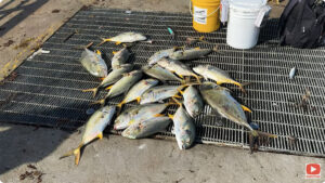 Anglers fishing for jacks at the Sebastian Inlet