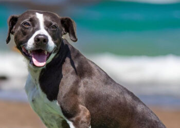 Spayghetti & No Balls Event