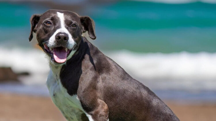 Spayghetti & No Balls Event