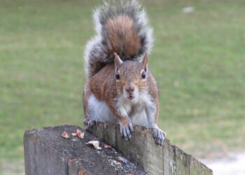 Squirrel at Riverview Park in Sebastian.