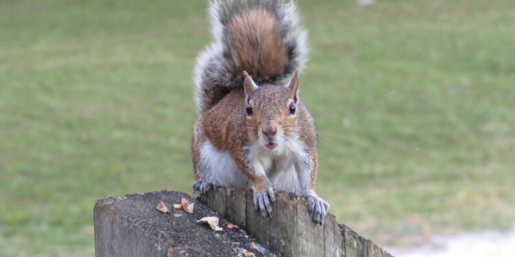 Squirrel at Riverview Park in Sebastian.