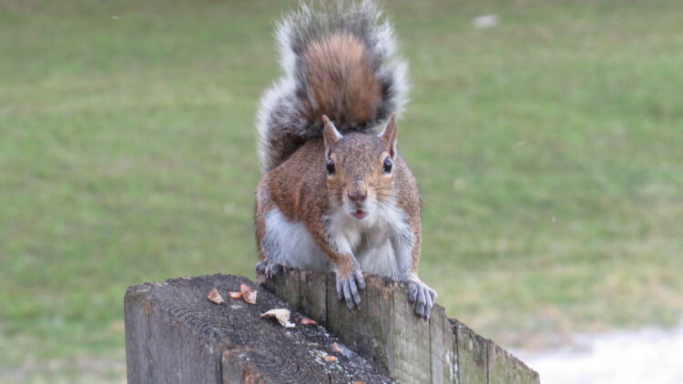 Squirrel at Riverview Park in Sebastian.