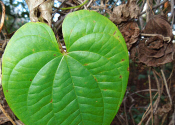Air potato leaves are easy to recognize. (Courtesy/UF herbarium photo by Marc S. Frank)