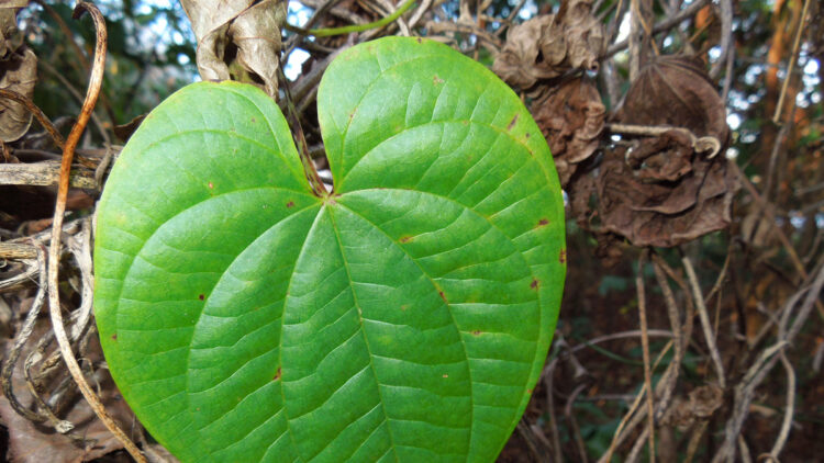 Air potato leaves are easy to recognize. (Courtesy/UF herbarium photo by Marc S. Frank)