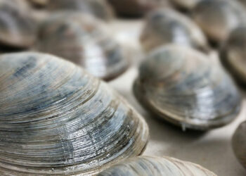 In true Old Fish House fashion, shindig guests wii enjoy a complimentary seafood extravaganza featuring Oysters Rockefeller, Peel N Eat Shrimp. Seafood Boil, OF Clams, and more.