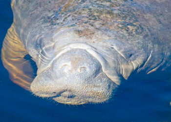 Manatees are on the move! Learn how you can help keep manatees safe this spring (FWC)