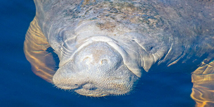 Manatees are on the move! Learn how you can help keep manatees safe this spring (FWC)