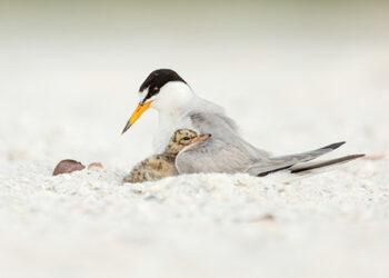 Local shorebirds and seabirds need your health during nesting season.