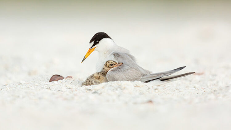 Local shorebirds and seabirds need your health during nesting season.