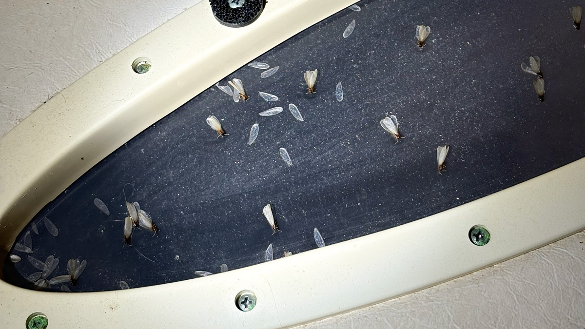Termites Take to the Seas: Boats Spread Pests Worldwide, Study Finds ...