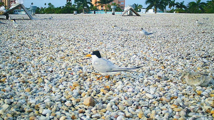 Least tern and well-camouflaged chick in the foreground