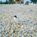 Least tern and well-camouflaged chick in the foreground