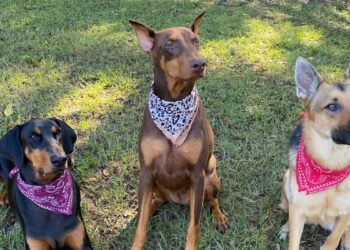 Treasure Coast Police K9 Competition