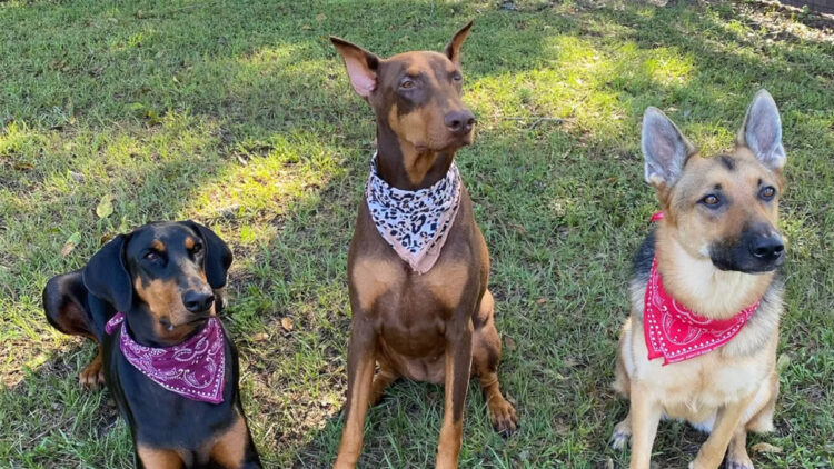 Treasure Coast Police K9 Competition