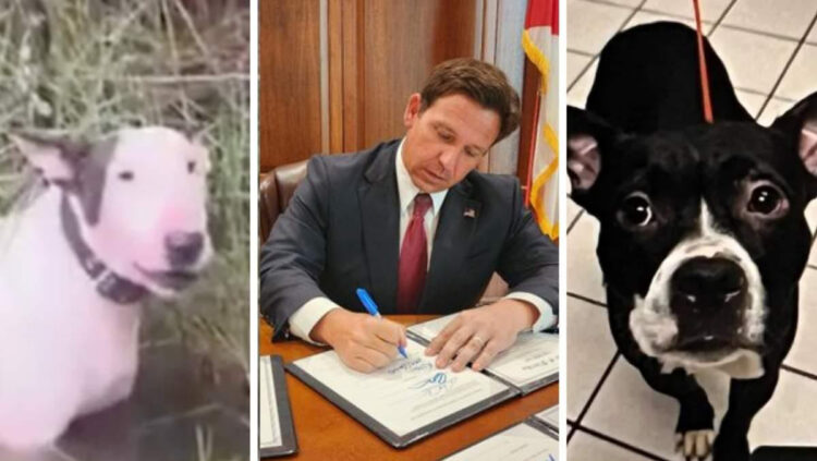 Gov. Ron DeSantis signs Dexter's Law and Tooper's Law