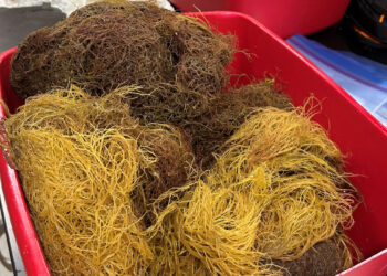 A look at macroalgae specimens from the project’s first collection event in spring before being sorted. The project aims to identify which species are in the area and in what abundance. (Courtesy Gabrielle Foursa, UF/IFAS)