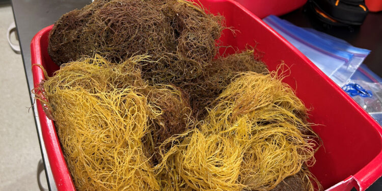 A look at macroalgae specimens from the project’s first collection event in spring before being sorted. The project aims to identify which species are in the area and in what abundance. (Courtesy Gabrielle Foursa, UF/IFAS)