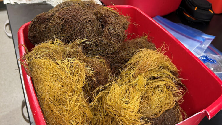 A look at macroalgae specimens from the project’s first collection event in spring before being sorted. The project aims to identify which species are in the area and in what abundance. (Courtesy Gabrielle Foursa, UF/IFAS)