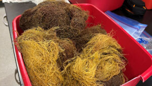 A look at macroalgae specimens from the project’s first collection event in spring before being sorted. The project aims to identify which species are in the area and in what abundance. (Courtesy Gabrielle Foursa, UF/IFAS)