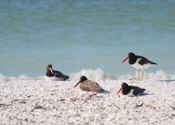 American oystercatcher adults with one older chick resting near the shoreline