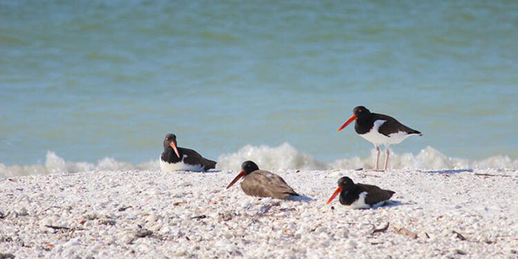 American oystercatcher adults with one older chick resting near the shoreline