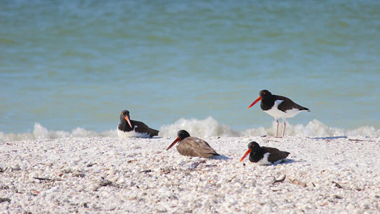 American oystercatcher adults with one older chick resting near the shoreline