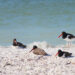 American oystercatcher adults with one older chick resting near the shoreline