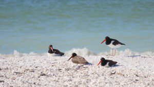 American oystercatcher adults with one older chick resting near the shoreline