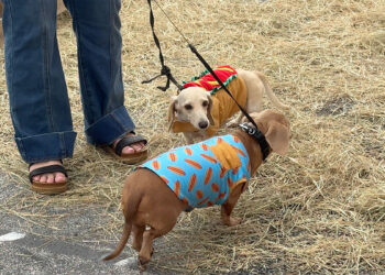 Pareidolia Brewing Company hosts its 11th Annual Running of the Weiners