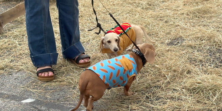 Pareidolia Brewing Company hosts its 11th Annual Running of the Weiners