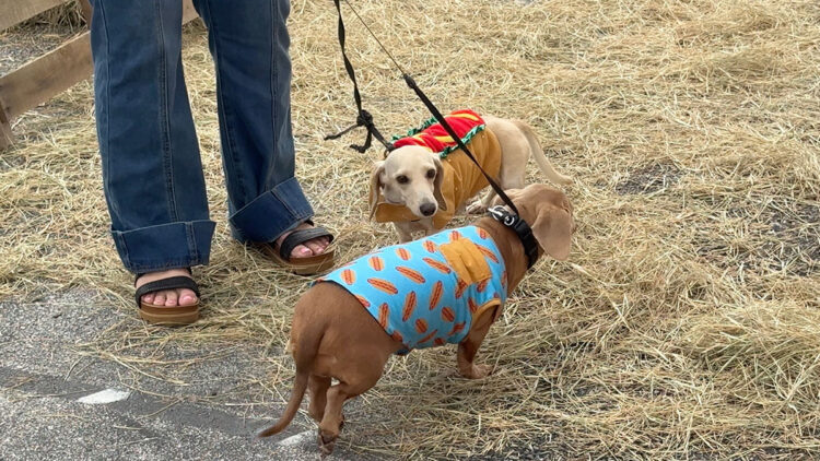 Pareidolia Brewing Company hosts its 11th Annual Running of the Weiners