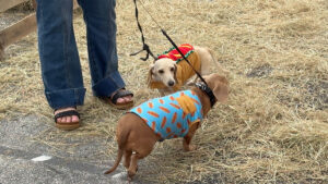 Pareidolia Brewing Company hosts its 11th Annual Running of the Weiners