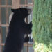 Florida Black Bear