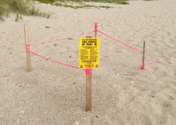 Indian River County officials counted 4,515 green sea turtle nests.