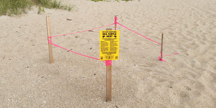 Indian River County officials counted 4,515 green sea turtle nests.