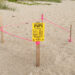 Indian River County officials counted 4,515 green sea turtle nests.