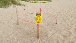 Indian River County officials counted 4,515 green sea turtle nests.
