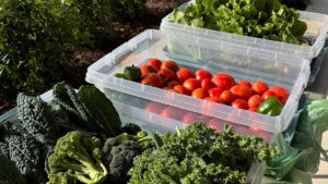 Spirit of Sebastian announces the launch of Afternoons in the Agrihood, a new event series featuring a Farmers Market that will bring fresh, local flavor to the community.