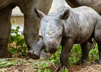 A critically endangered baby rhino made its debut Friday. (Photo: Cleveland Metroparks Zoo)