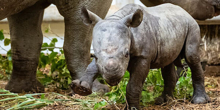 A critically endangered baby rhino made its debut Friday. (Photo: Cleveland Metroparks Zoo)