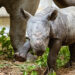 A critically endangered baby rhino made its debut Friday. (Photo: Cleveland Metroparks Zoo)