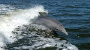 Neurotoxin from algal blooms in Indian River Lagoon causes Alzheimer's-like brain changes in dolphins.