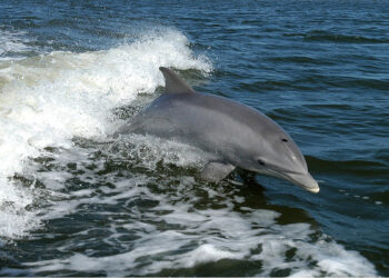 Neurotoxin from algal blooms in Indian River Lagoon causes Alzheimer's-like brain changes in dolphins.