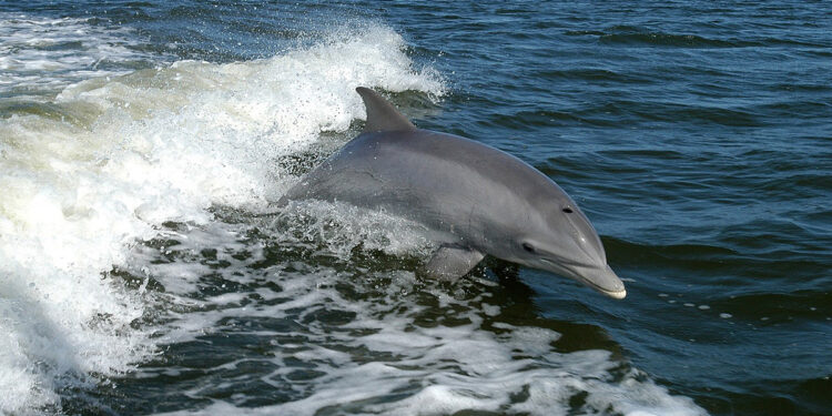 Neurotoxin from algal blooms in Indian River Lagoon causes Alzheimer's-like brain changes in dolphins.