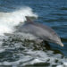 Neurotoxin from algal blooms in Indian River Lagoon causes Alzheimer's-like brain changes in dolphins.