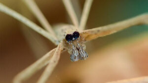 Anterior view of male Deinopis spinosa (Marx) showing the large posterior median eyes. (Credit: Laurel B. Lietzenmayer, University of Florida)