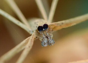 Anterior view of male Deinopis spinosa (Marx) showing the large posterior median eyes. (Credit: Laurel B. Lietzenmayer, University of Florida)