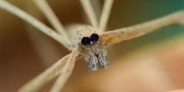 Anterior view of male Deinopis spinosa (Marx) showing the large posterior median eyes. (Credit: Laurel B. Lietzenmayer, University of Florida)